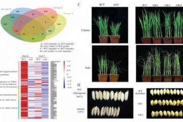 细胞壁多糖合成酶提高水稻盐胁迫耐性新机制获揭示